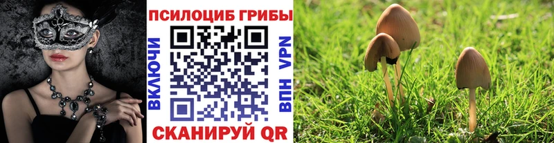 Галлюциногенные грибы мицелий  Купить где  Невинномысск 